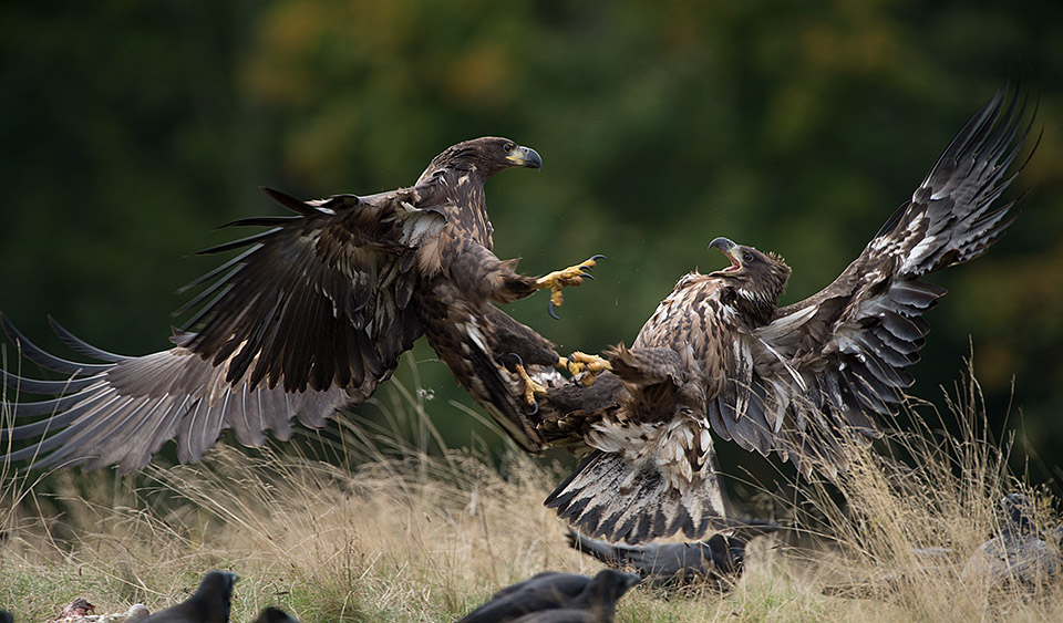 White tailed Eagles